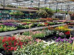 À vendre magasin de fleurs et de plantes situé au centre de Tournai- Mons - Courtrai Hainaut