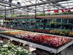 À vendre magasin de fleurs et de plantes situé au centre de Tournai- Mons - Courtrai Hainaut n°2