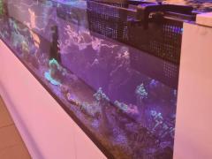 CONCEPT STORE SPÉCIALISE EN CORAUX et POISSONS EAU DE MER Bruxelles capitale n°2