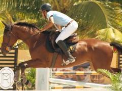 A vendre: Affaire spécialisée dans l'équipement et les produits complémentaires pour l'équitation. Hainaut