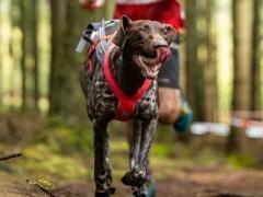 À vendre : activité e-commerce spécialisée dans les sports canins Localisation non spécifiée n°2
