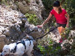 À vendre : activité e-commerce spécialisée dans les sports canins Localisation non spécifiée n°4